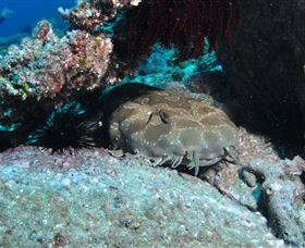 Shag Rock Dive Site - Lightning Ridge Tourism 3