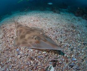Shag Rock Dive Site - Lightning Ridge Tourism 1