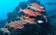 Flat Rock Dive Site - thumb 0