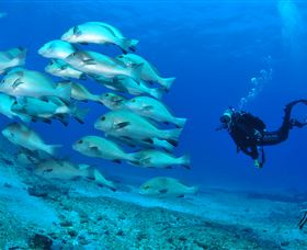Flat Rock Dive Site - Lightning Ridge Tourism 3