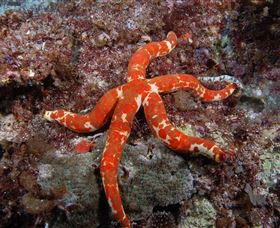 Flat Rock Dive Site - Lightning Ridge Tourism 2