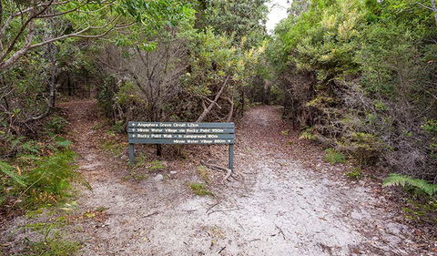 Angophora Grove Walking Track - Lightning Ridge Tourism 0
