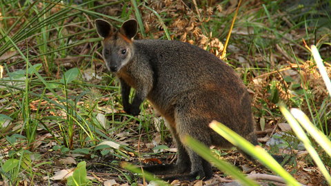 Mimosa Rocks National Park - Lightning Ridge Tourism 1