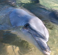 Dolphins of Monkey Mia - Lightning Ridge Tourism