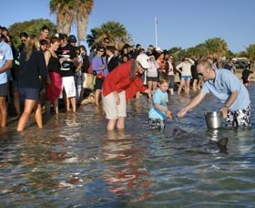 Dolphins Of Monkey Mia - Lightning Ridge Tourism 1