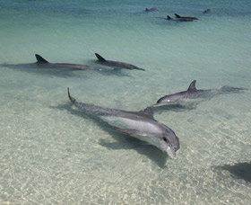 Dolphins Of Monkey Mia - Lightning Ridge Tourism 2