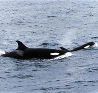 Killer Whale Trail - Lightning Ridge Tourism