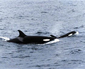 Killer Whale Trail - Lightning Ridge Tourism 0