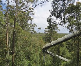 Tarkine Forest Adventures - Dismal Swamp - Lightning Ridge Tourism 1