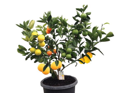 Fruit Salad Tree Company - Lightning Ridge Tourism 3