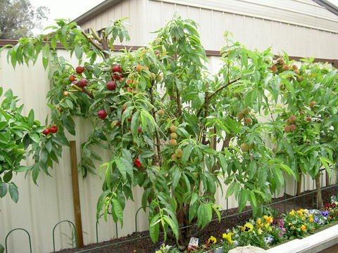 Fruit Salad Tree Company - Lightning Ridge Tourism 4