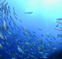 Cape Byron Marine Park - Lightning Ridge Tourism