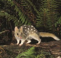 Tarkine Forest Reserve - Lightning Ridge Tourism