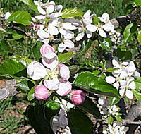 Avro Park Orchards - Lightning Ridge Tourism