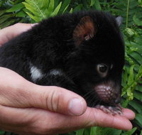 Crawn Motors - Lightning Ridge Tourism