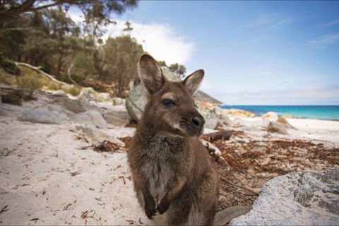 Nullarbor Traveller - Lightning Ridge Tourism 27
