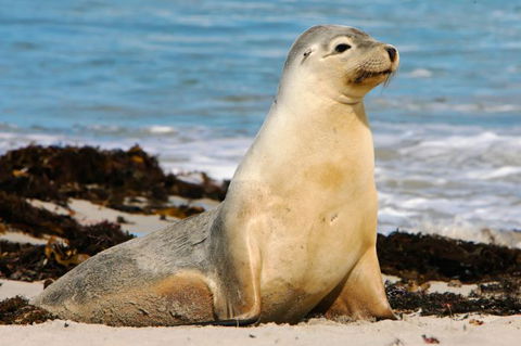 Kangaroo Island Odysseys - Lightning Ridge Tourism 12