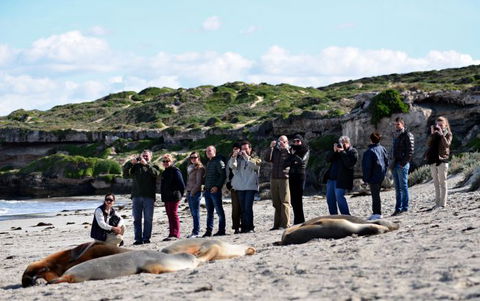 Kangaroo Island Odysseys - Lightning Ridge Tourism 26