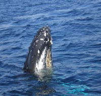 Jervis Bay Whales - Lightning Ridge Tourism