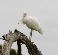 Melbourne Birding Tours - Lightning Ridge Tourism