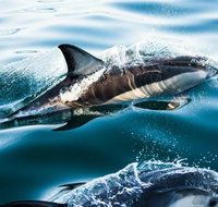 Dolphin Swim Australia - Lightning Ridge Tourism