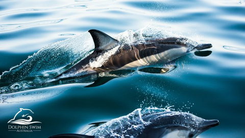 Dolphin Swim Australia - Lightning Ridge Tourism 2