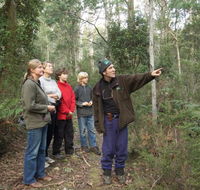 Great Western Tiers Forest Walks Tasmania - Lightning Ridge Tourism
