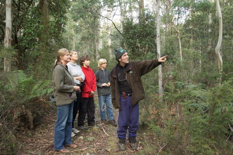Great Western Tiers Forest Walks Tasmania - Lightning Ridge Tourism 1