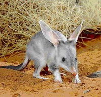 Stars Parks and Legends Drive - Lightning Ridge Tourism