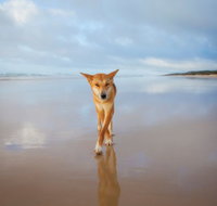 Fraser Island Adventure Tours - Lightning Ridge Tourism