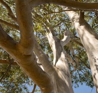 Lindsay Pryor Walk Australian National University - Lightning Ridge Tourism