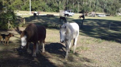 AAA Horse Riding & More - Lightning Ridge Tourism 2
