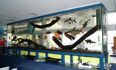 Aquariums In Cairns - Lightning Ridge Tourism 2
