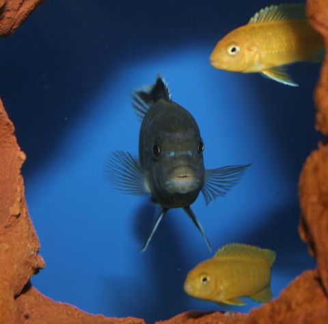 River To Reef Aquarium - Lightning Ridge Tourism 1