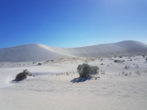 Pinnacles Desert, Koalas And Sandboarding 4WD Day Tour From Perth - Lightning Ridge Tourism 2