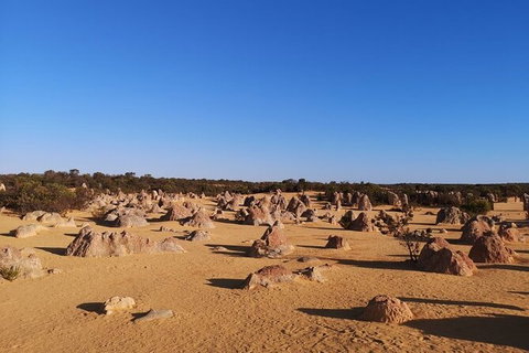 Pinnacles Day Trip From Perth Including Yanchep National Park - Lightning Ridge Tourism 6