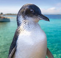 Full-Day Penguin Island  Fremantle Town - Lightning Ridge Tourism