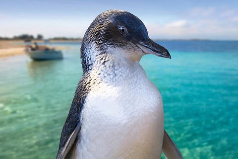 Full-Day Penguin Island & Fremantle Town - Lightning Ridge Tourism 2
