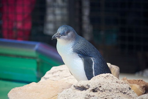 Full-Day Penguin Island & Fremantle Town - Lightning Ridge Tourism 5