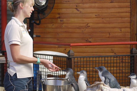 Full-Day Penguin Island & Fremantle Town - Lightning Ridge Tourism 6