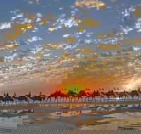 1 Hour Broome Sunset Camel Tour - Lightning Ridge Tourism