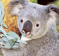 Perth Zoo General Entry Ticket and Sightseeing Cruise - Lightning Ridge Tourism