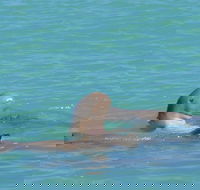 Snubfin Dolphin Eco Cruise from Broome - Lightning Ridge Tourism