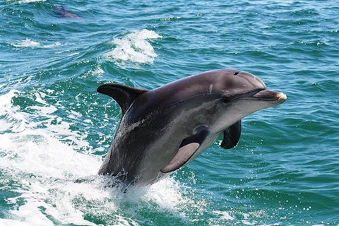 Half-Day Mandurah Canals & Dolphin Watch Tour - Lightning Ridge Tourism 0