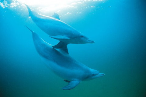 Half-Day Mandurah Canals & Dolphin Watch Tour - Lightning Ridge Tourism 6