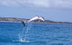 Half-Day Mandurah Canals & Dolphin Watch Tour - thumb 7