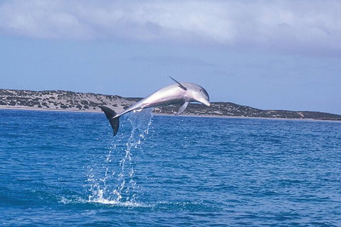 Half-Day Mandurah Canals & Dolphin Watch Tour - Lightning Ridge Tourism 7