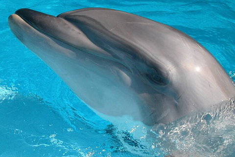 Half-Day Mandurah Canals & Dolphin Watch Tour - Lightning Ridge Tourism 5