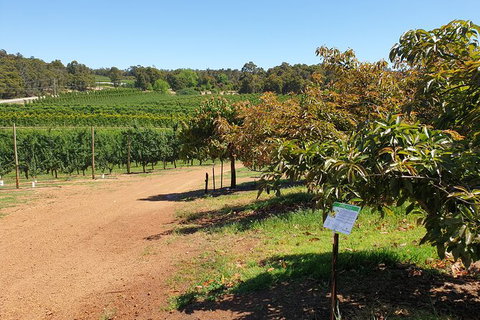 Half-Day Swan Valley Walk & Fruit Orchard - Lightning Ridge Tourism 8