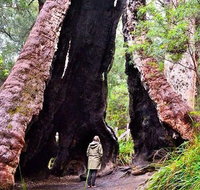 Margaret River Wineries Caves Ocean and Karri - Air  Ground Tour - Lightning Ridge Tourism
